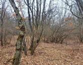 Eladó 1/1 tulajdonú ERDŐ BALATONUDVARIBAN