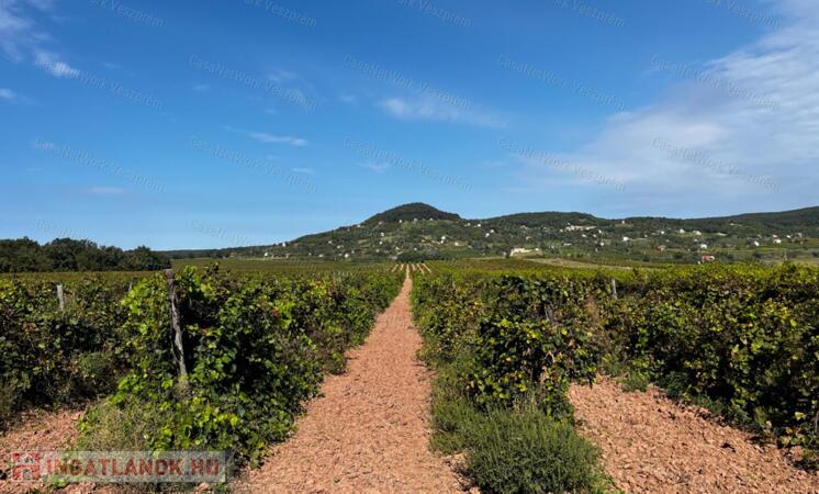 Eladó szőlőterület Zánkán