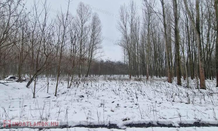 Eladó szántó Cegléden, az Ugyeri dűlőben