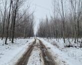 Eladó szántó Cegléden, az Ugyeri dűlőben