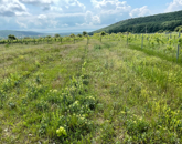 Eladó telek/földterület Balatoncsicsó 43 000 000 Ft