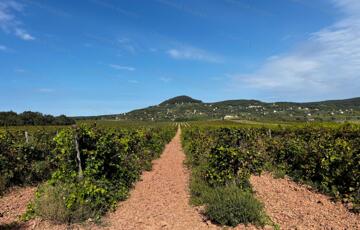 Eladó telek/földterület