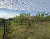 Eladó gyümölcsös Törökszentmiklós-Súrjányban!