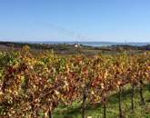 ,Balaton panorámája,természet közelsége,