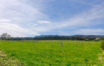 Eladó telek/földterület