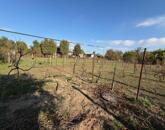 Eladó telek/földterület Tata 14 900 000 Ft