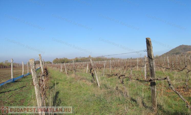 Szőlőültetvény a Belső-tó közelében                                 