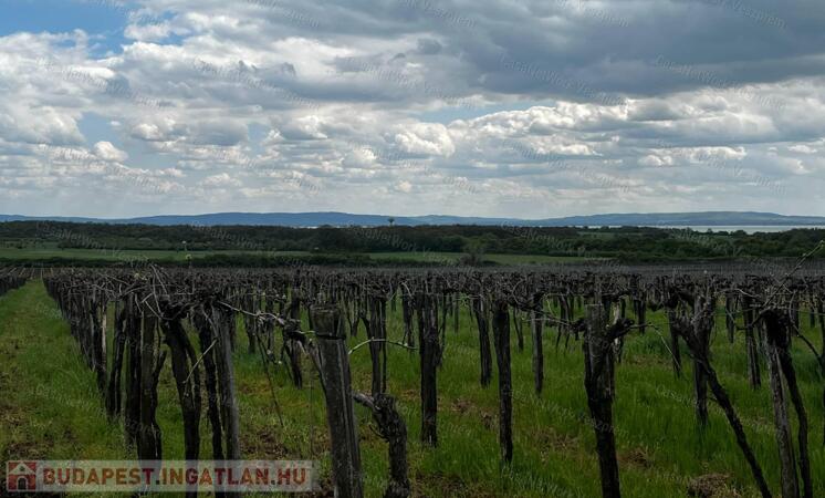 Eladó panorámás szőlőterület Szentantalfán! 1,2ha!                                 