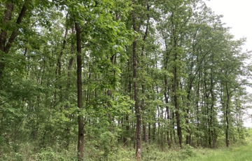 Eladó telek/földterület