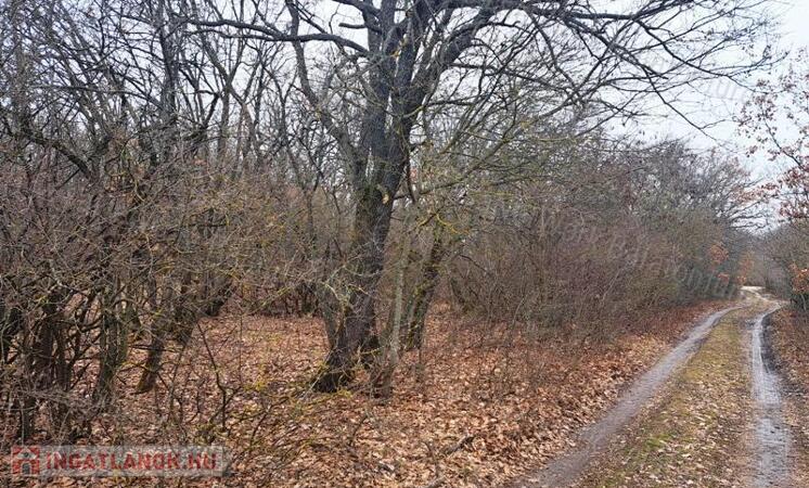 Eladó 1/1 tulajdonú ERDŐ BALATONUDVARIBAN