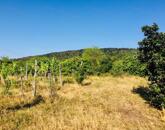 PANORÁMÁS SZŐLŐ - GYÜMÖLCSÖS TERÜLET KIS FAHÁZZAL