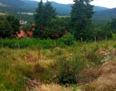 Eladó telek/földterület Szentendre 49 900 000 Ft