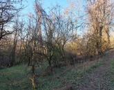 Fás, erdős terület - eladó MEZŐGAZDASÁGI TERÜLET KAPOLCSON