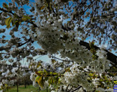 Eladó telek/földterület Balatonlelle 67 900 000 Ft