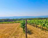 Beépíthető panorámás szőlőterület