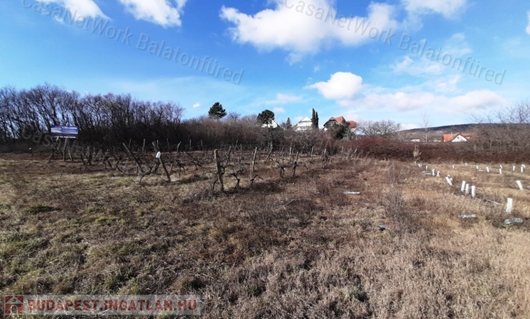 PANORÁMÁS SZŐLŐ terület eladó CSOPAKON                                 
