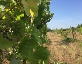 PANORÁMÁS SZŐLŐ - GYÜMÖLCSÖS TERÜLET KIS FAHÁZZAL