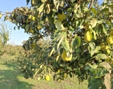 Eladó telek/földterület Péteri 11 000 000 Ft