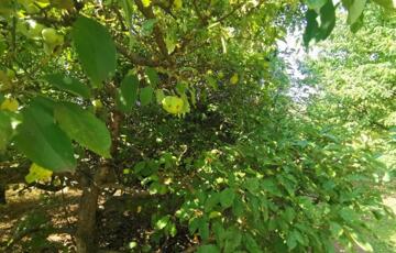 Eladó telek/földterület