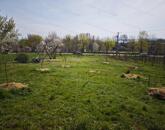 Eladó építési telek Csopakon