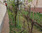 Közel 1 hektáros birtok 2 házzal Hevesvezekényen