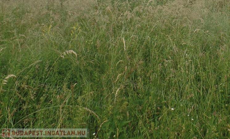 szántó a Gulya dombon                                 