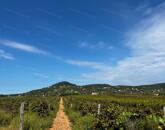 Eladó szőlőterület Zánkán