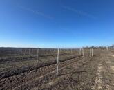 Balatoni panorámás szőlőbirtok eladó Balatonvilágoson - 3000 nm beépítéssel