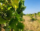 PANORÁMÁS SZŐLŐ - GYÜMÖLCSÖS TERÜLET KIS FAHÁZZAL