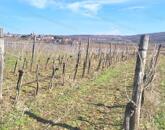 Nivegy - völgy domboldalában