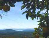 Részpanorámás szőlő terület