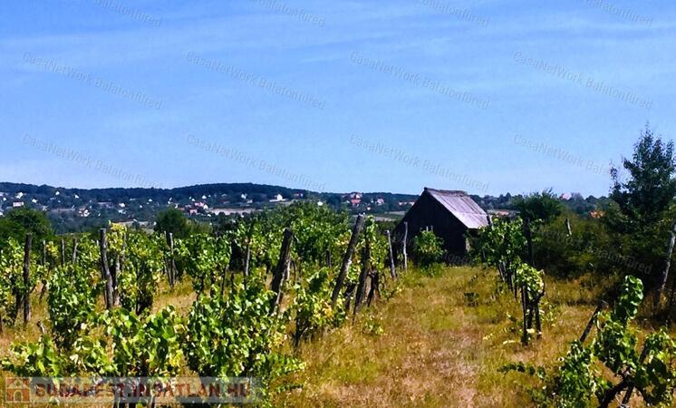PANORÁMÁS SZŐLŐ - GYÜMÖLCSÖS TERÜLET KIS FAHÁZZAL                                 