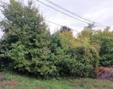 Eladó telek/földterület Solymár 81 900 000 Ft