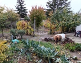 Eladó családi ház Baja 18 500 000 Ft