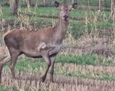 Eladó telek/földterület Velény 6 000 000 Ft