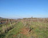 Szőlőültetvény a Belső-tó közelében