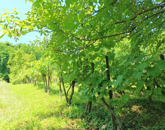 Eladó üdülő/nyaraló Zalabér 11 000 000 Ft