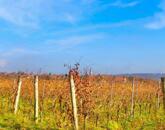 Táj-Panorámás beépíthető szőlős telek ELADÓ