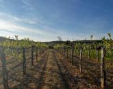 Eladó panorámás szőlőterület Zánkán!