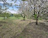 Eladó gyümölcsös Törökszentmiklós-Súrjányban!