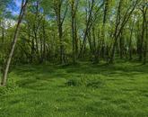 Kész üzlet -biztos lehetőség-Veresegyházon!