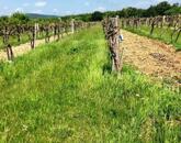 Balaton-Felvidéki Szőlőterület