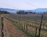 PANORÁMÁS SZŐLŐ A NIVEGY-VÖLGY SZÍVÉBEN - SZENTJAKABFÁN