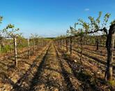 Eladó panorámás szőlőterület Zánkán!