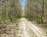 Eladó erdő Szentgál közelében