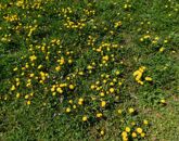 Eladó telek/földterület Gyenesdiás 69 900 000 Ft