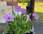 Eladó családi ház Debrecen 39 900 000 Ft