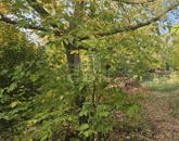 Eladó telek/földterület Budapest XXII. ker 115 000 000 Ft