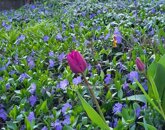 Eladó családi ház Zamárdi 115 000 000 Ft