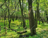 Eladó telek/földterület Vértessomló 499 999 999 Ft